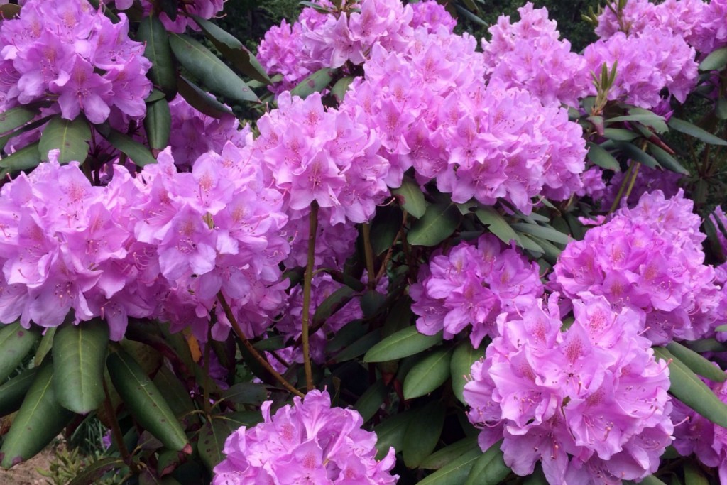 Lilac 1