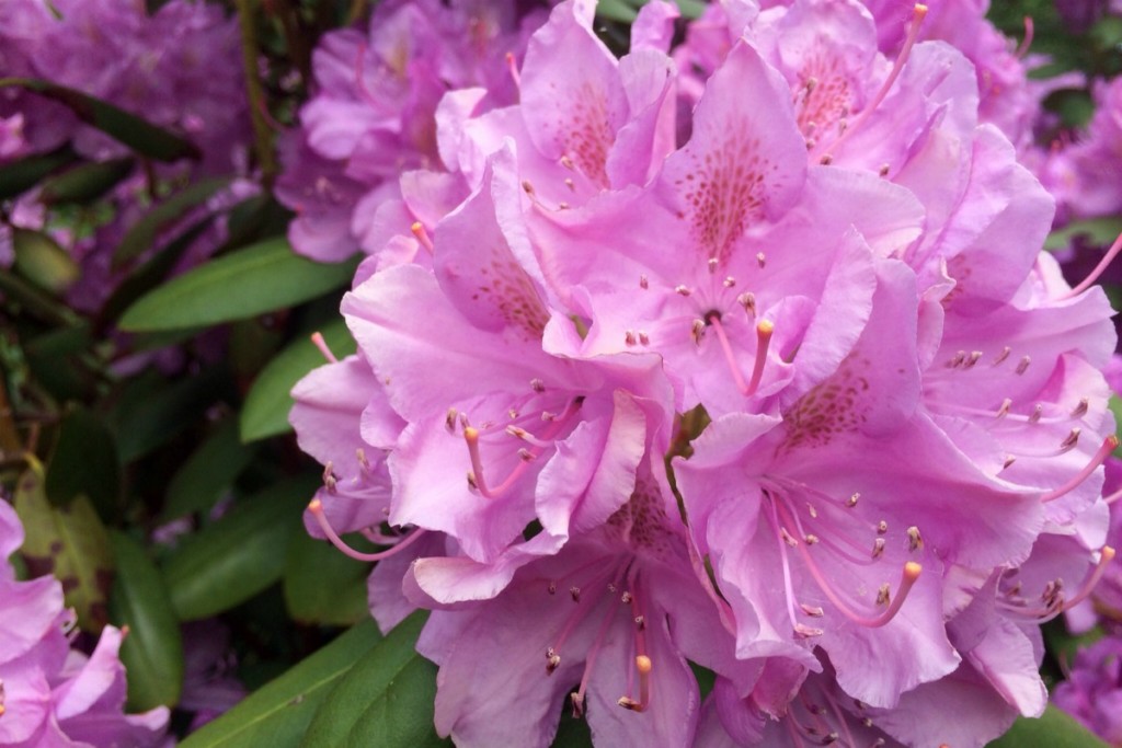 Lilac 2