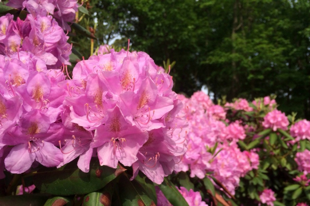 Lilac and Pink