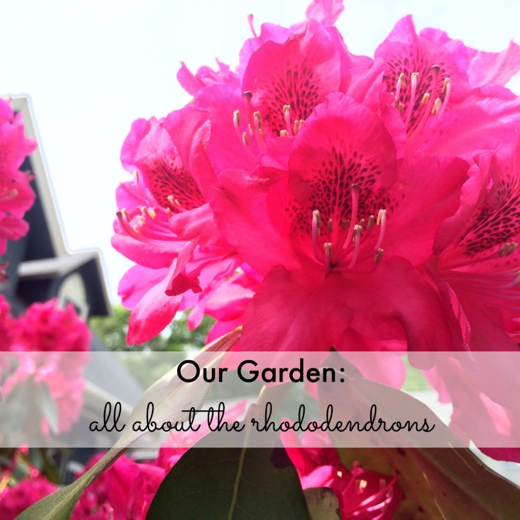 Our Garden: all about the rhododendrons