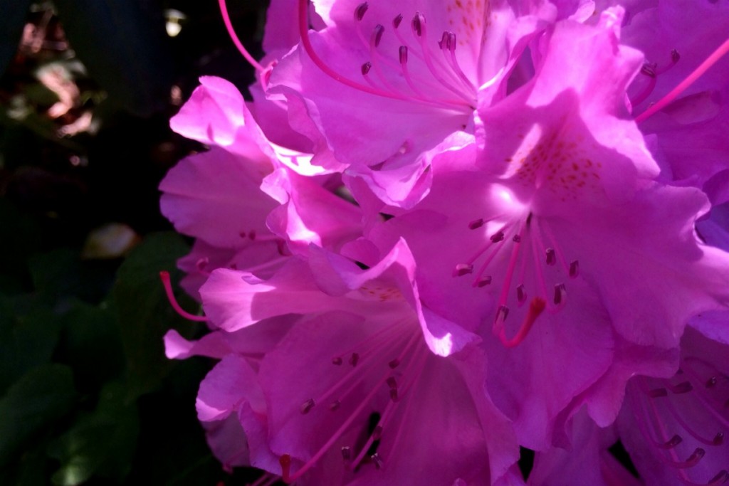 Pink 3