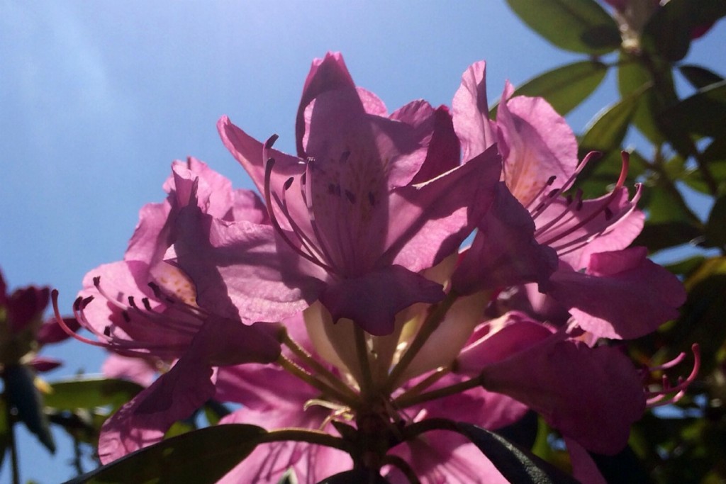 Pink 4