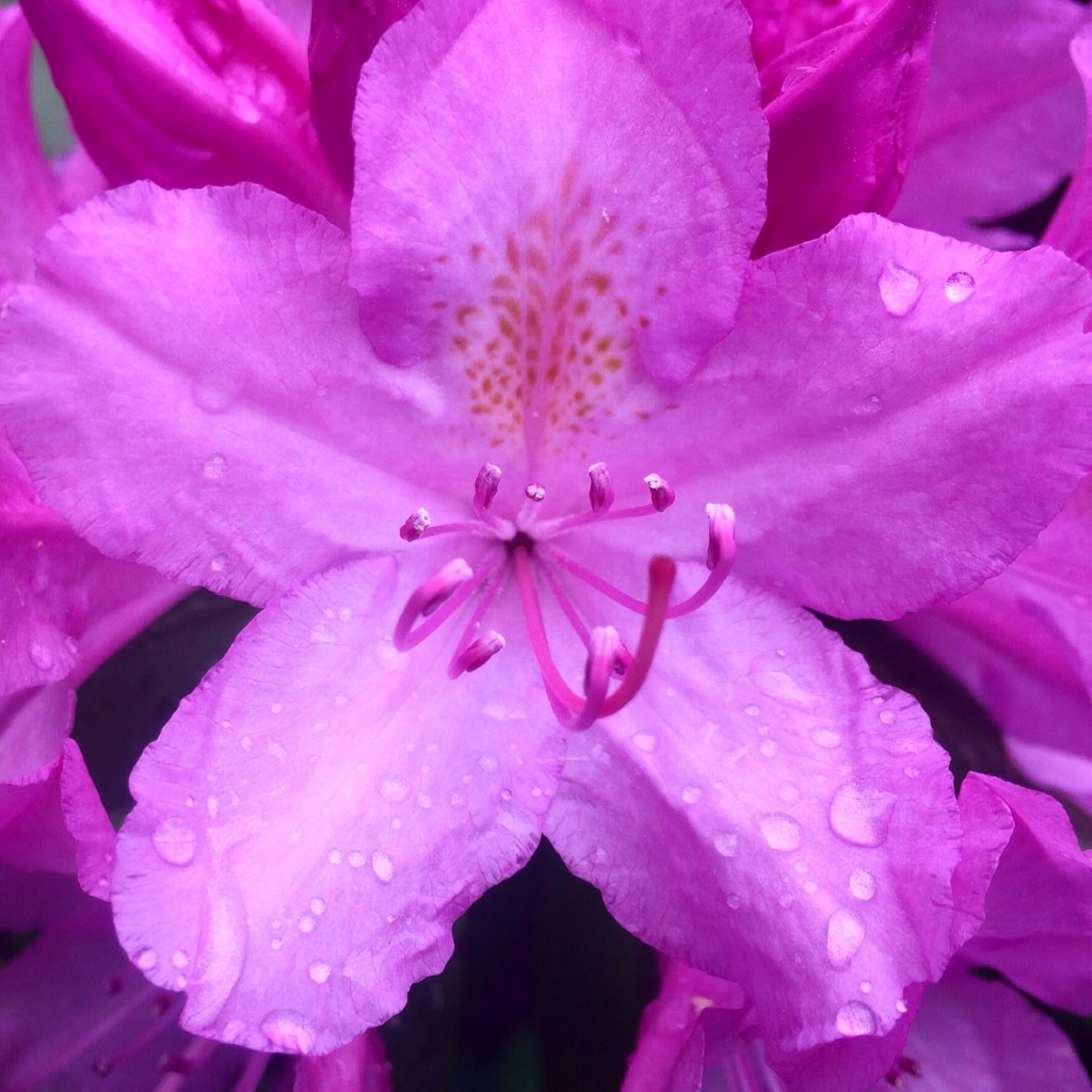 Pink 5