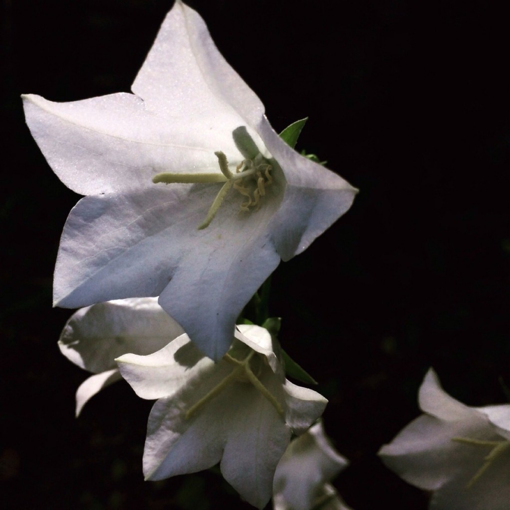 Silent Sunday: 14 June 2015