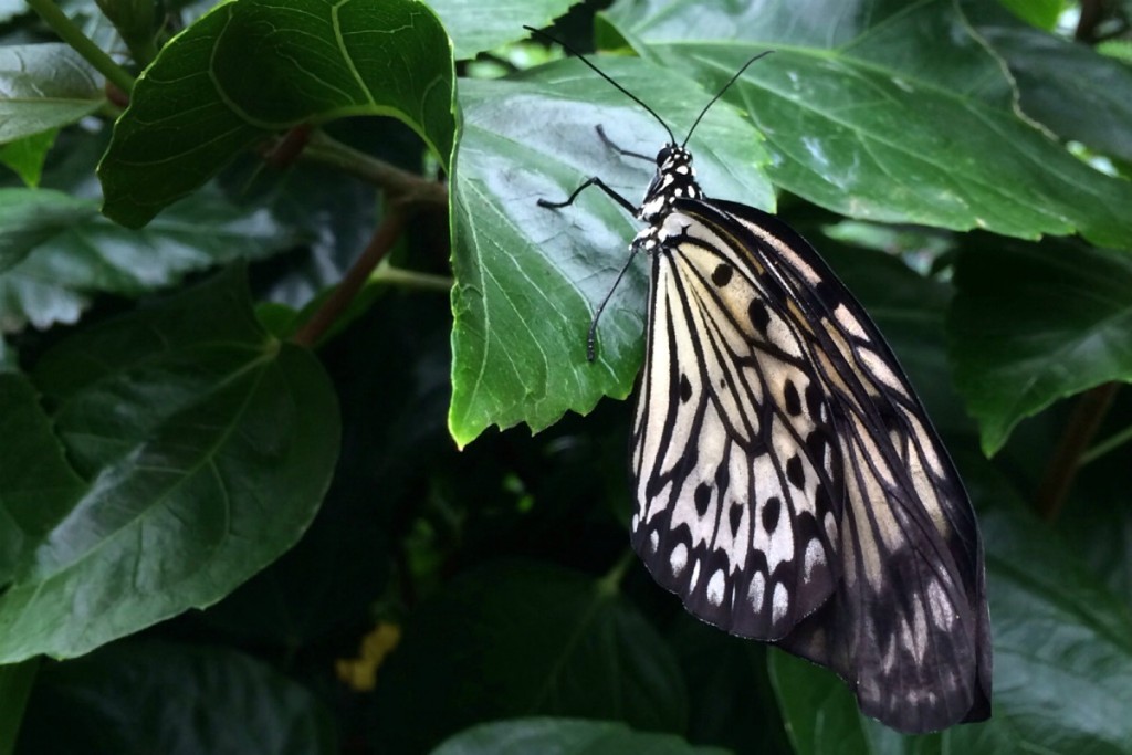 Butterfly 1