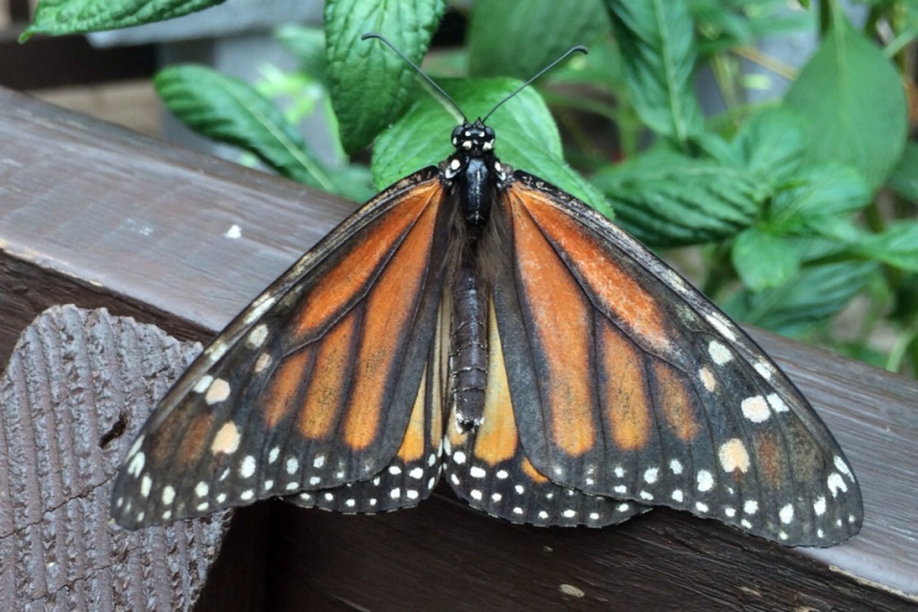 Butterfly 10