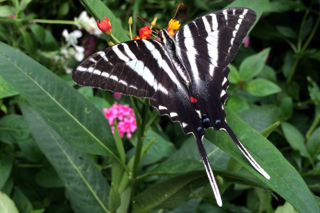 Butterfly 11