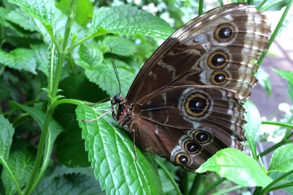 Butterfly 12