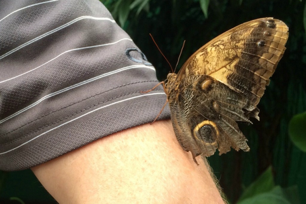 Butterfly 3