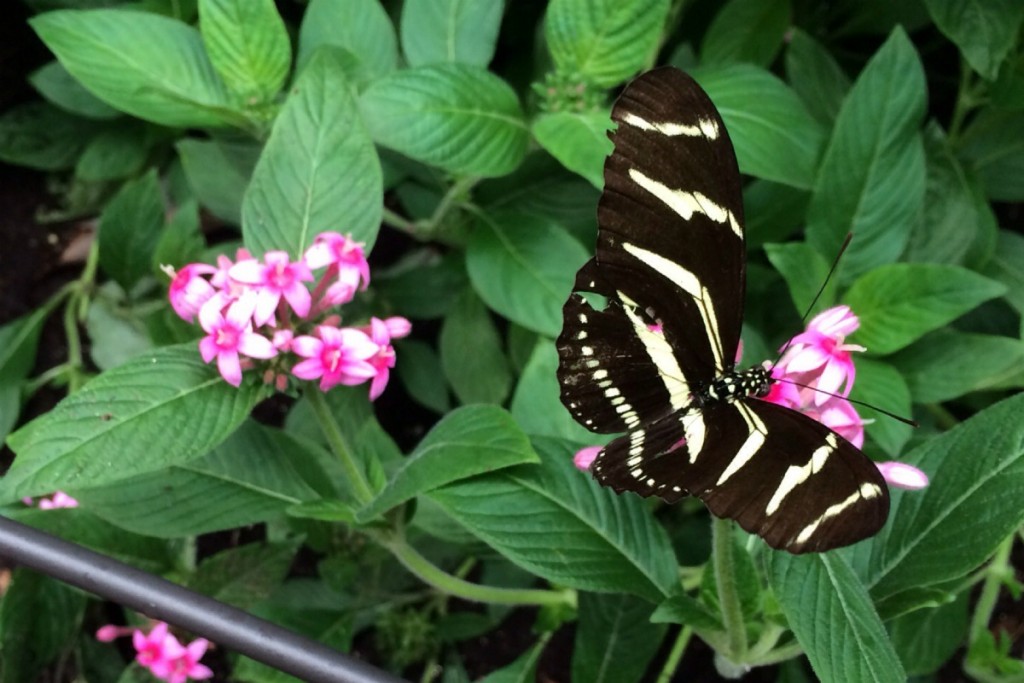 Butterfly 4