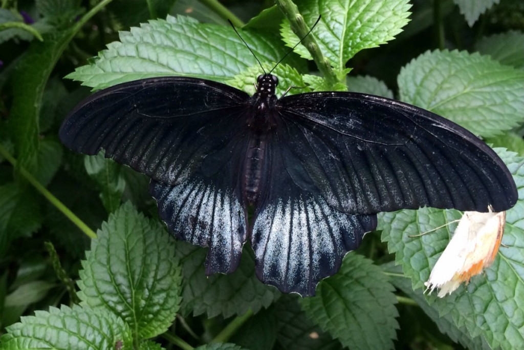 Butterfly 5