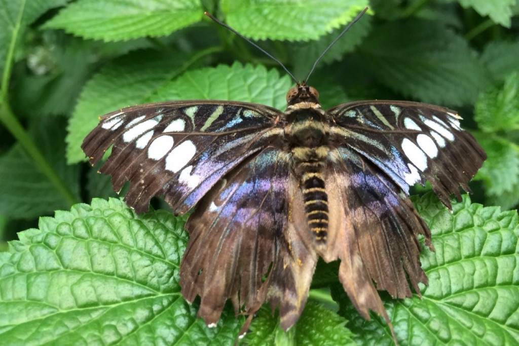 Butterfly 6