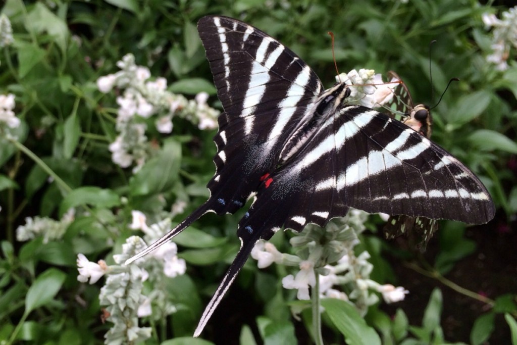 Butterfly 8