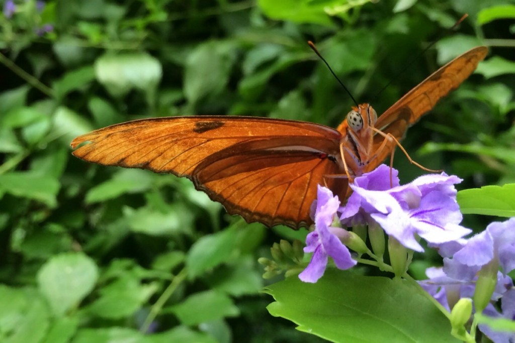 Butterfly 9