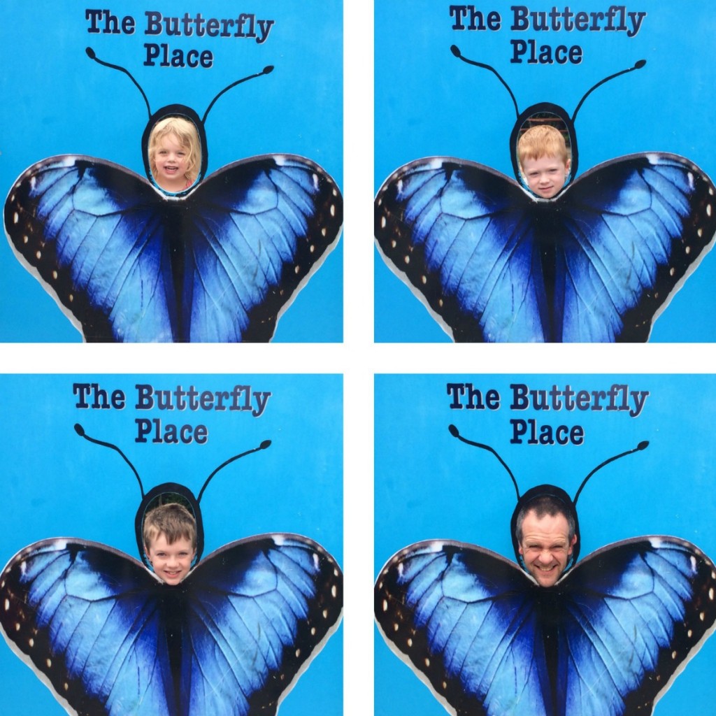 My Butterflies
