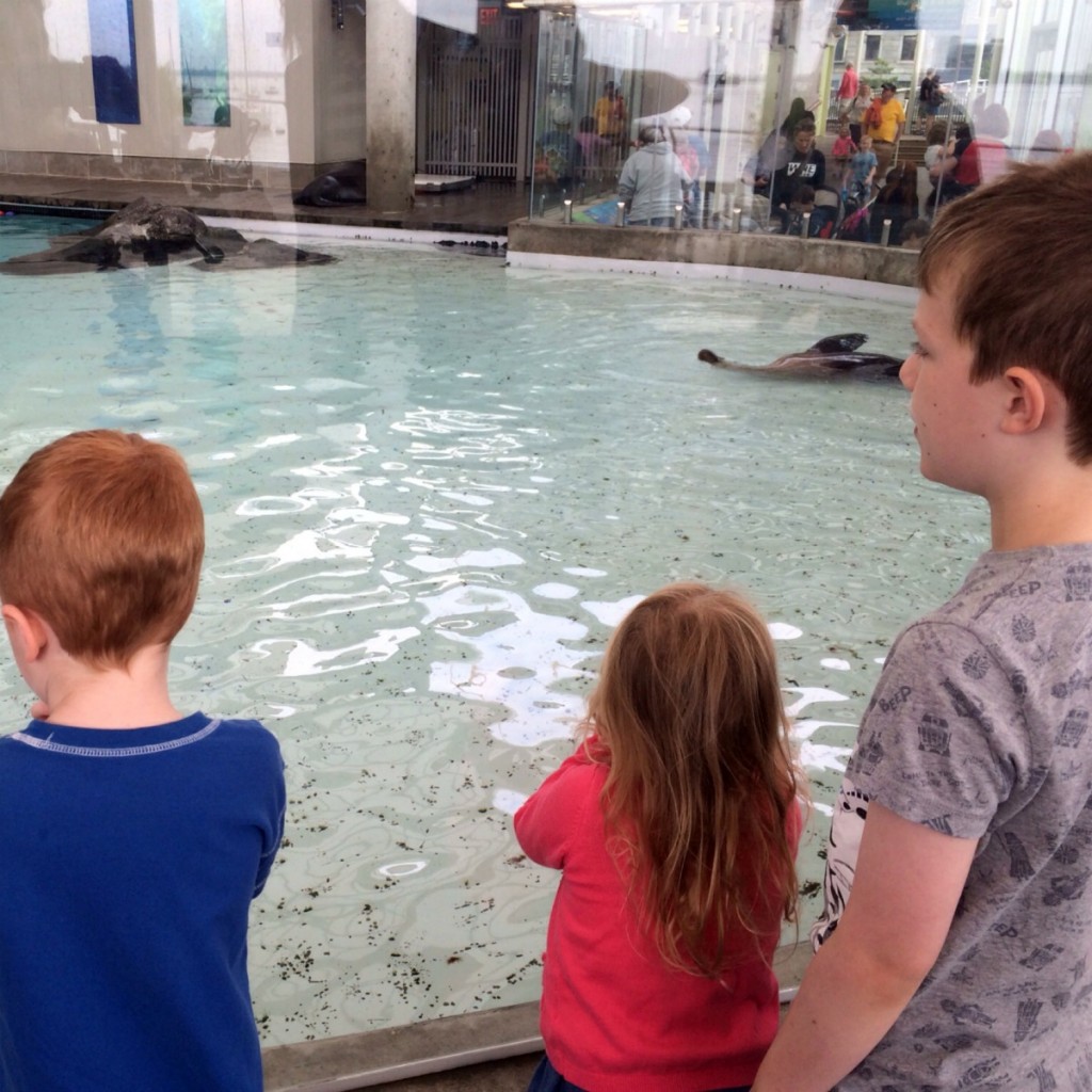 Seals 1