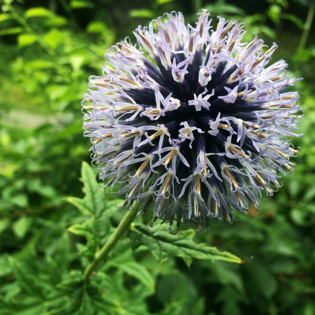 Silent Sunday: 26 July 2015