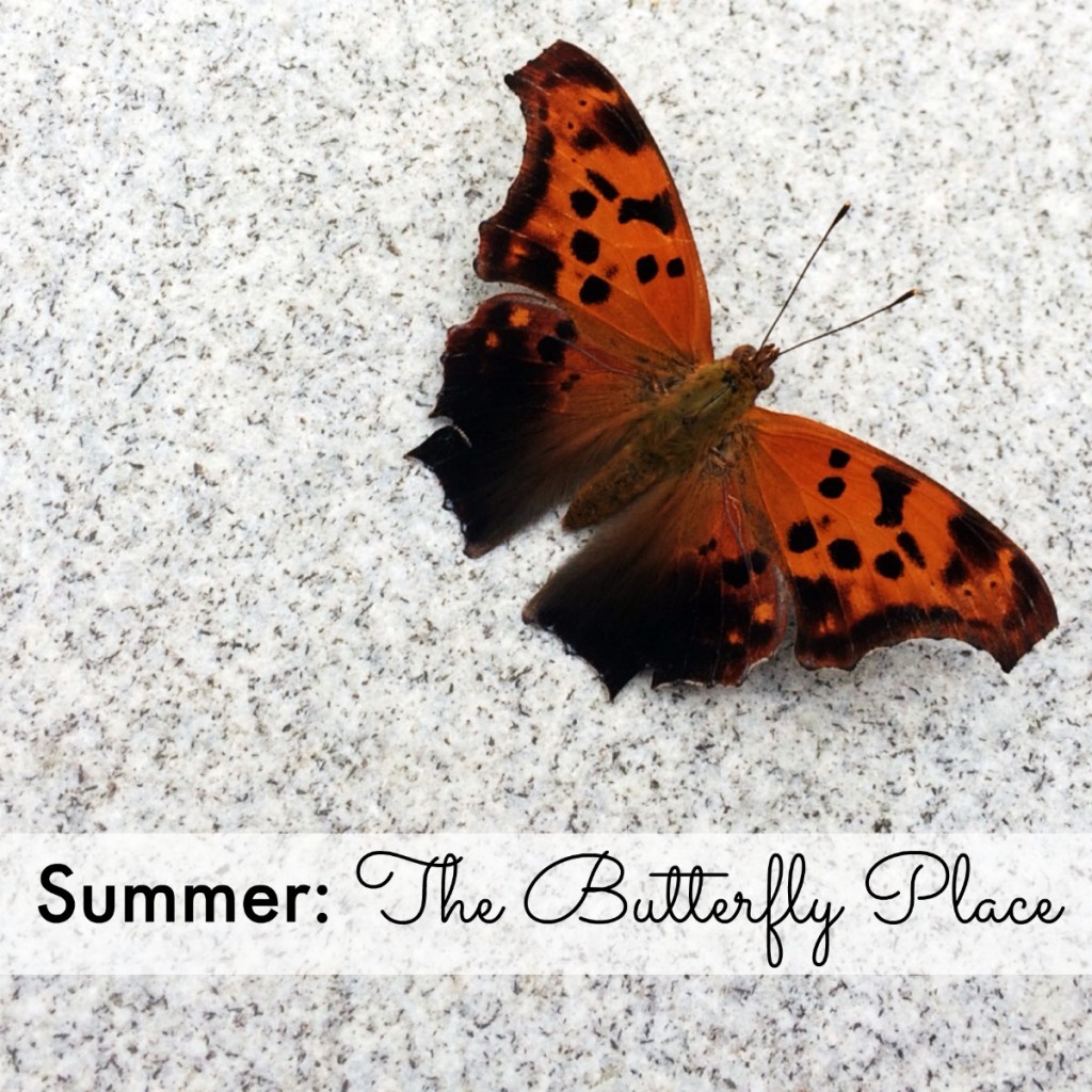 Summer: The Butterfly Place, Westford, MA