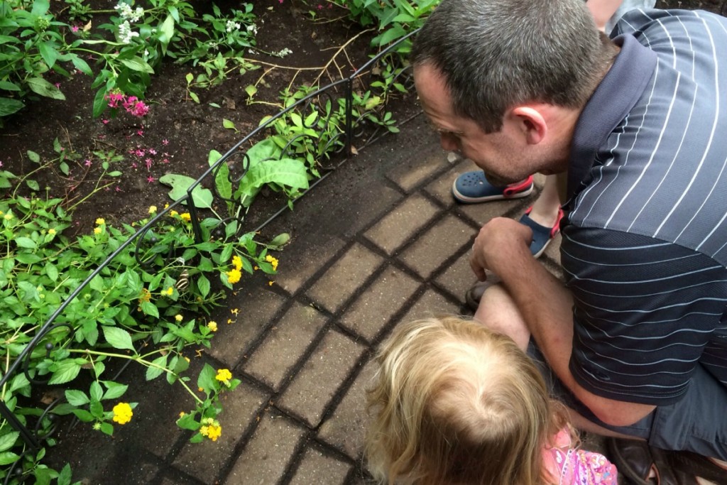 The Butterfly Place 1