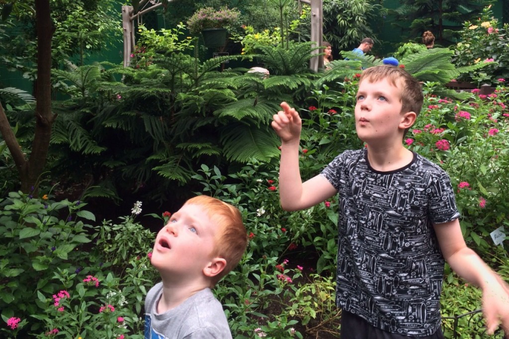 The Butterfly Place 2
