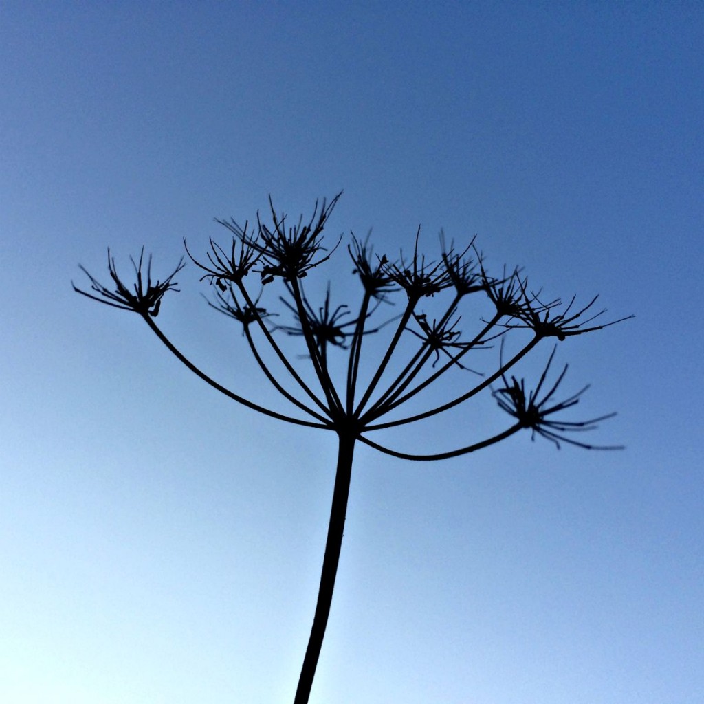 Silent Sunday: 29 August 2015
