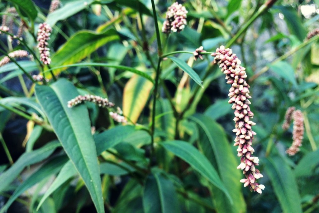 Garden 11