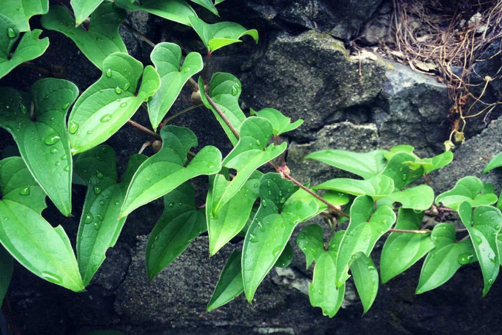 Garden 4