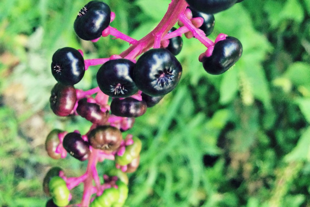 Garden 5
