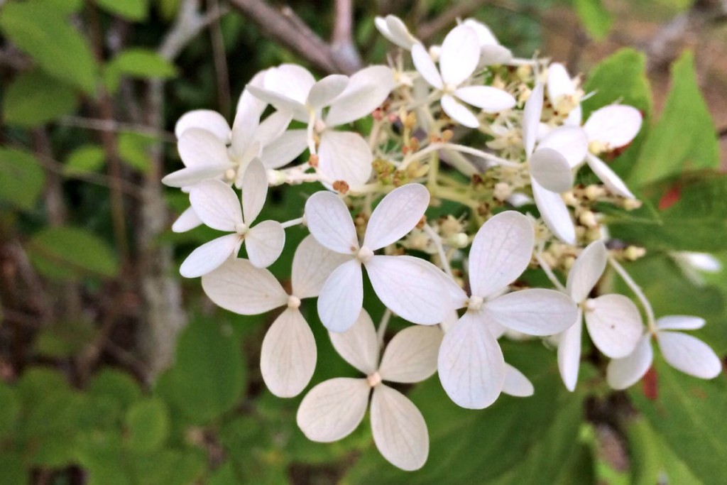 Garden 9