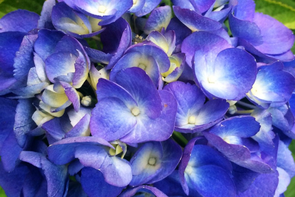 Hydrangea 1