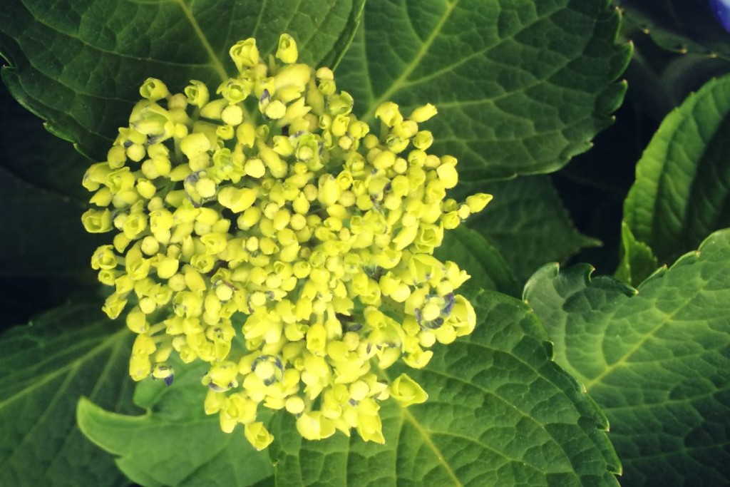 Hydrangea 2
