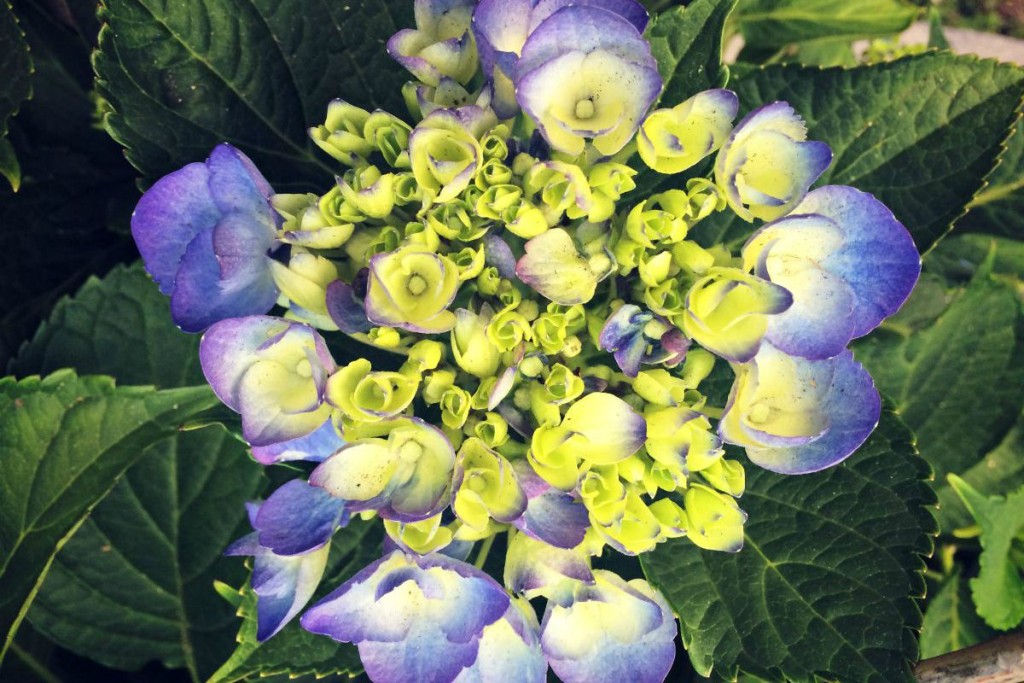 Hydrangea 3