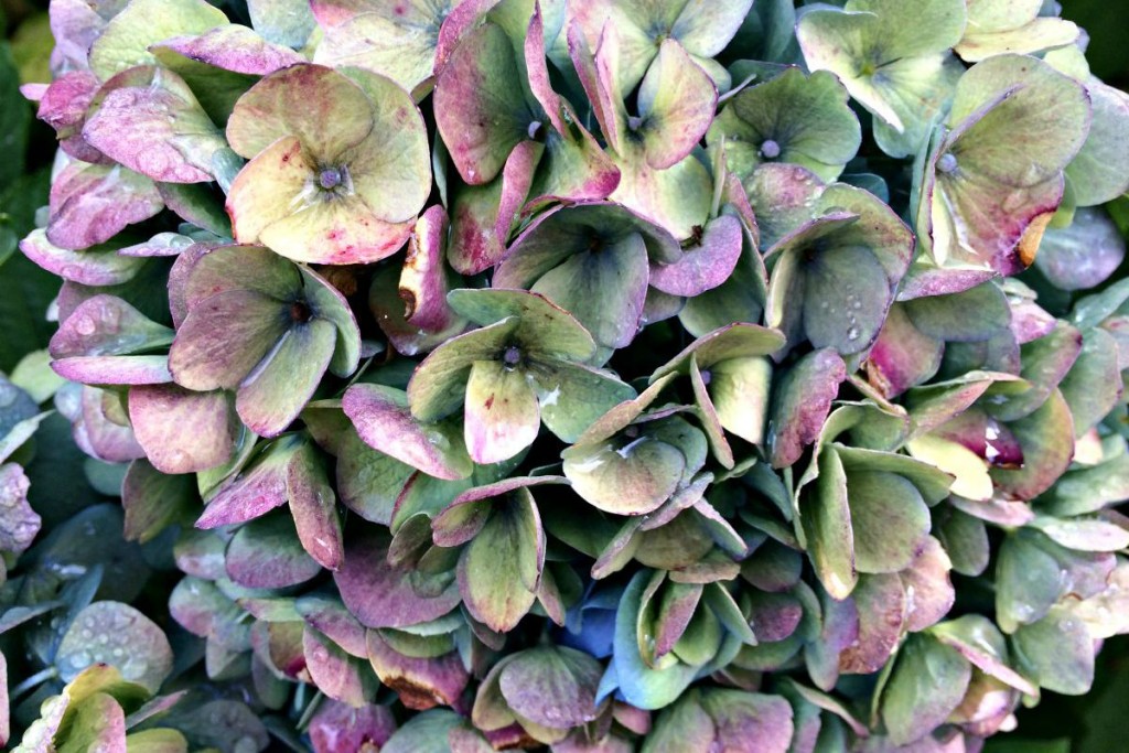 Hydrangea 4