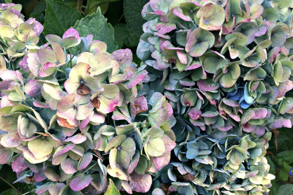 Hydrangea 5