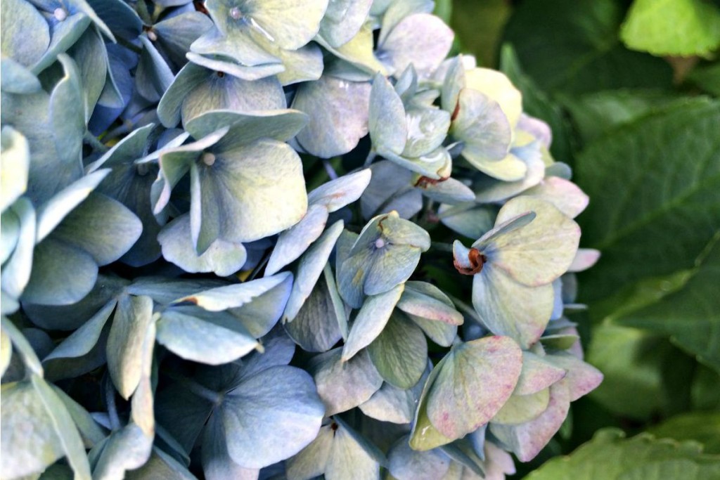 Hydrangea 6