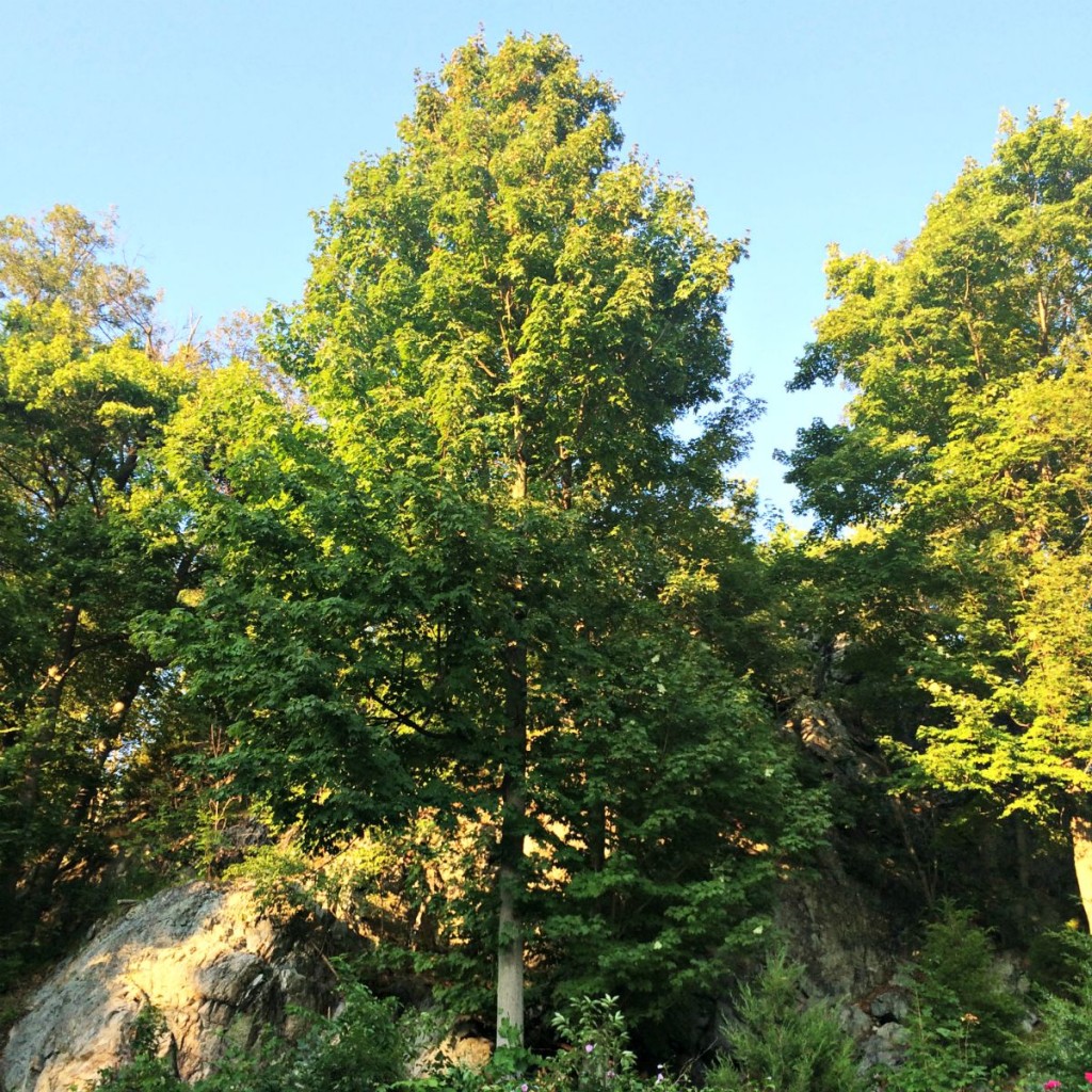Landscape 3