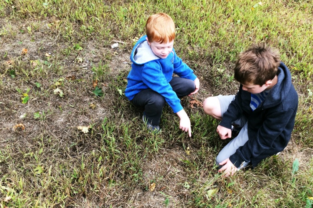 Grasshoppers 1