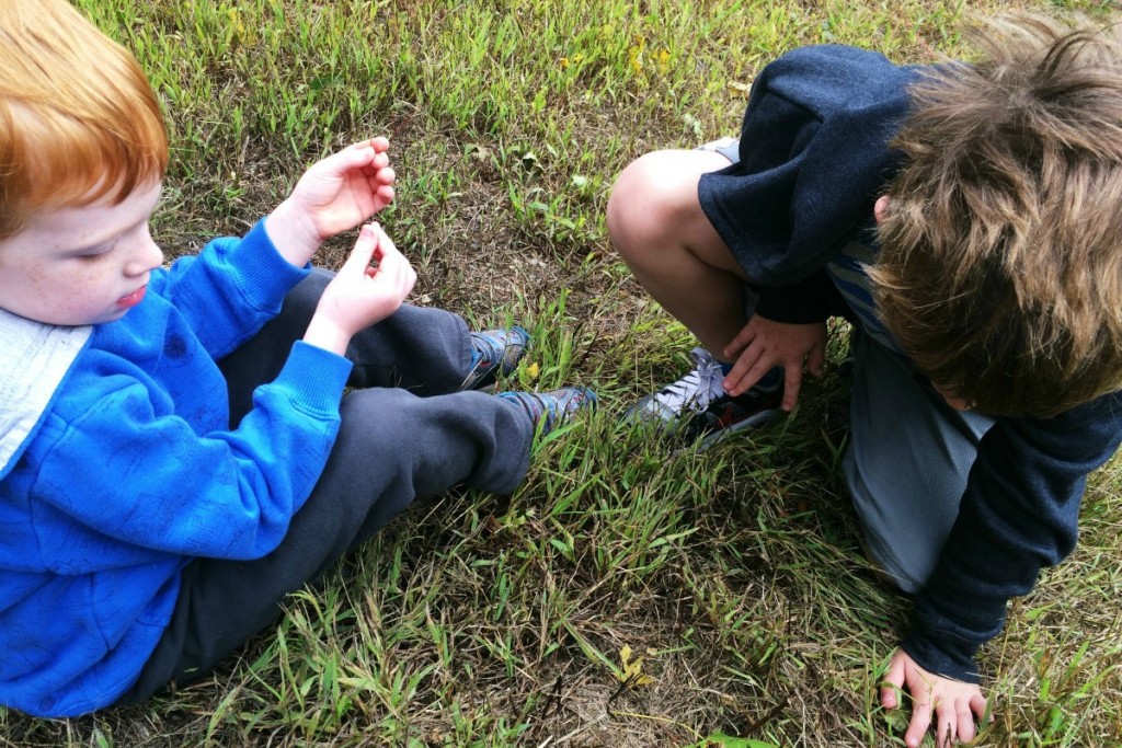 Grasshoppers 2