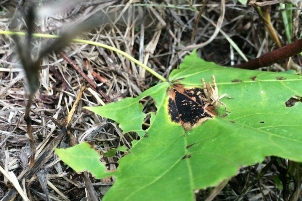 Grasshoppers 3