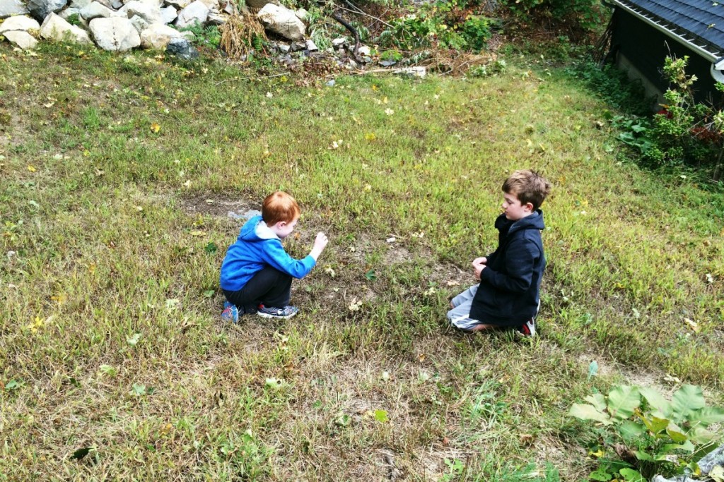 Grasshoppers 4