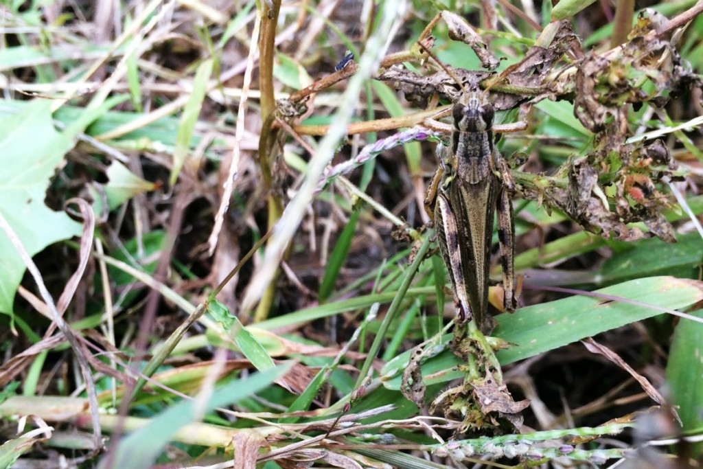 Grasshoppers 6
