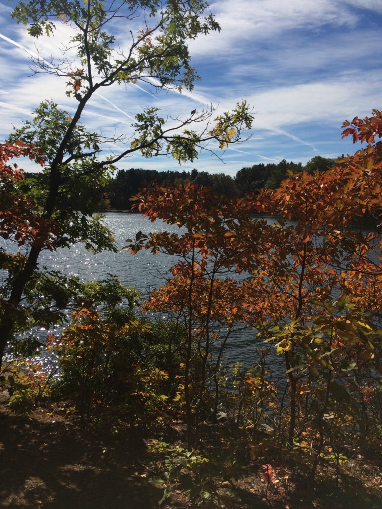 Pond 15