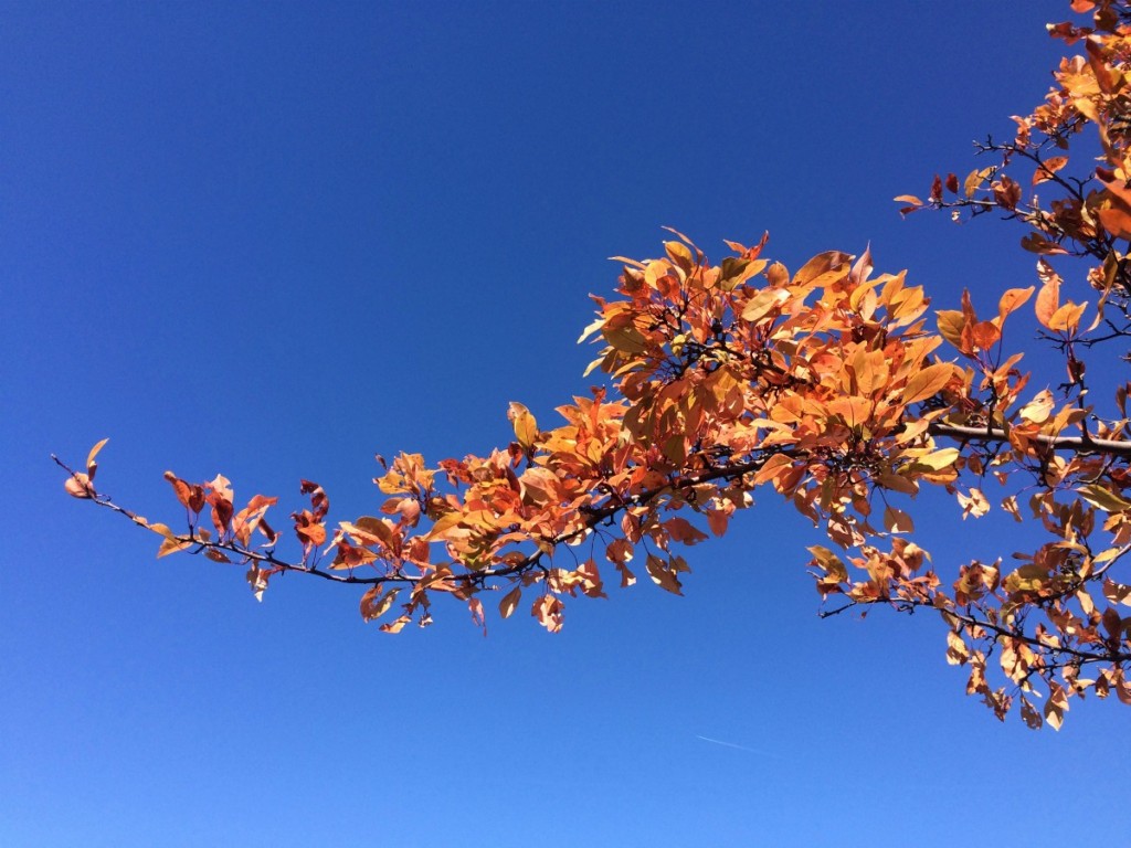 Silent Sunday: 11 October 2015