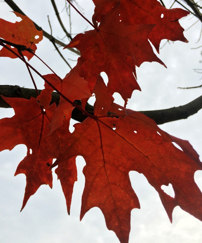 Silent Sunday: 25 October 2015