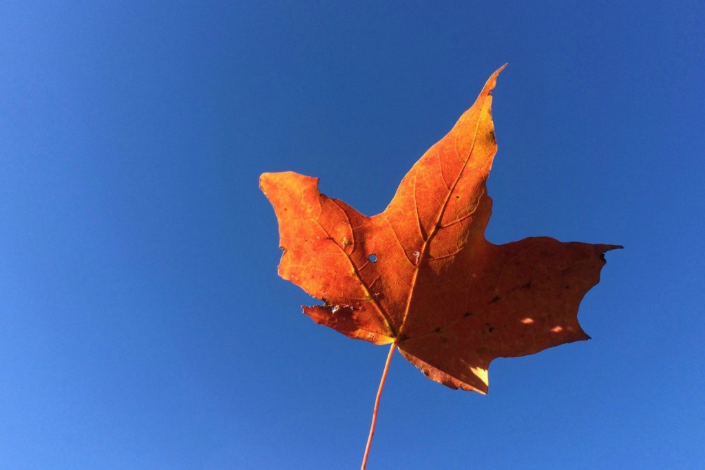 Silent Sunday: 1 November 2015