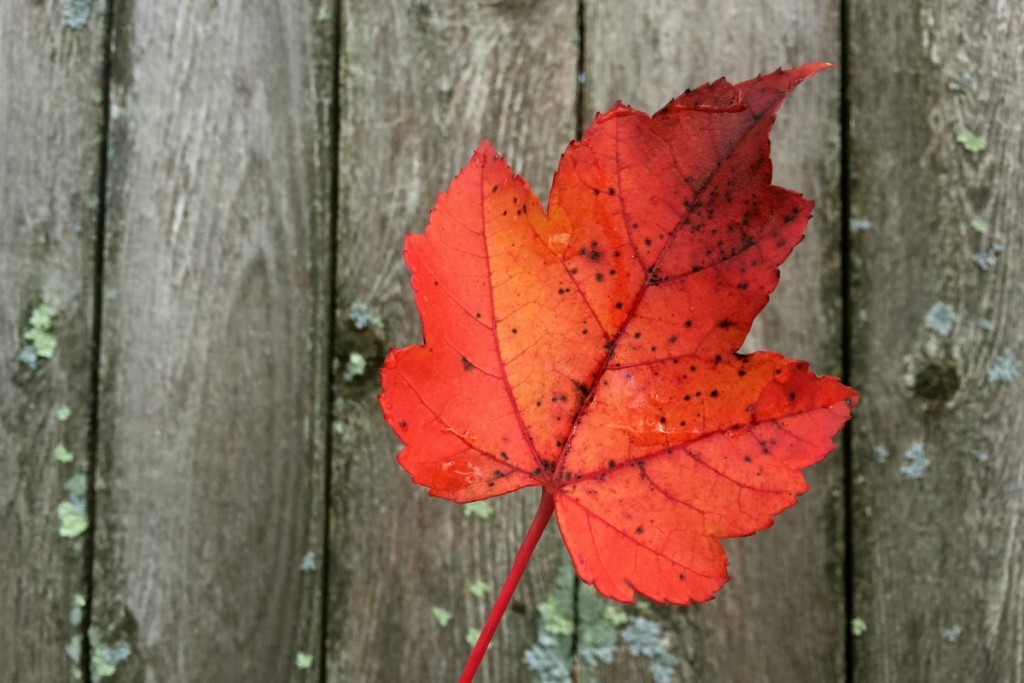Silent Sunday: 15 November 2015
