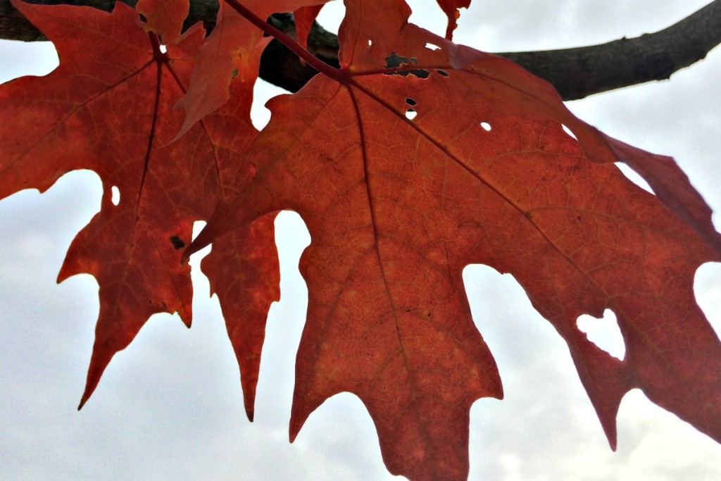 Changing Seasons 14