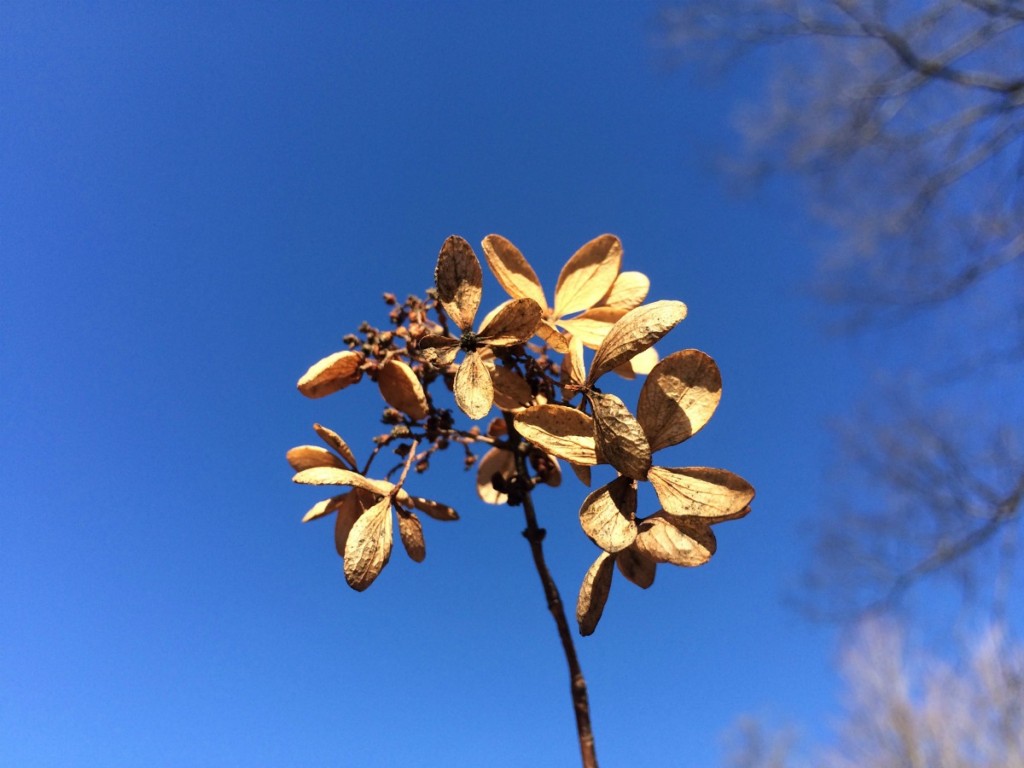 Silent Sunday: 6 December 2015
