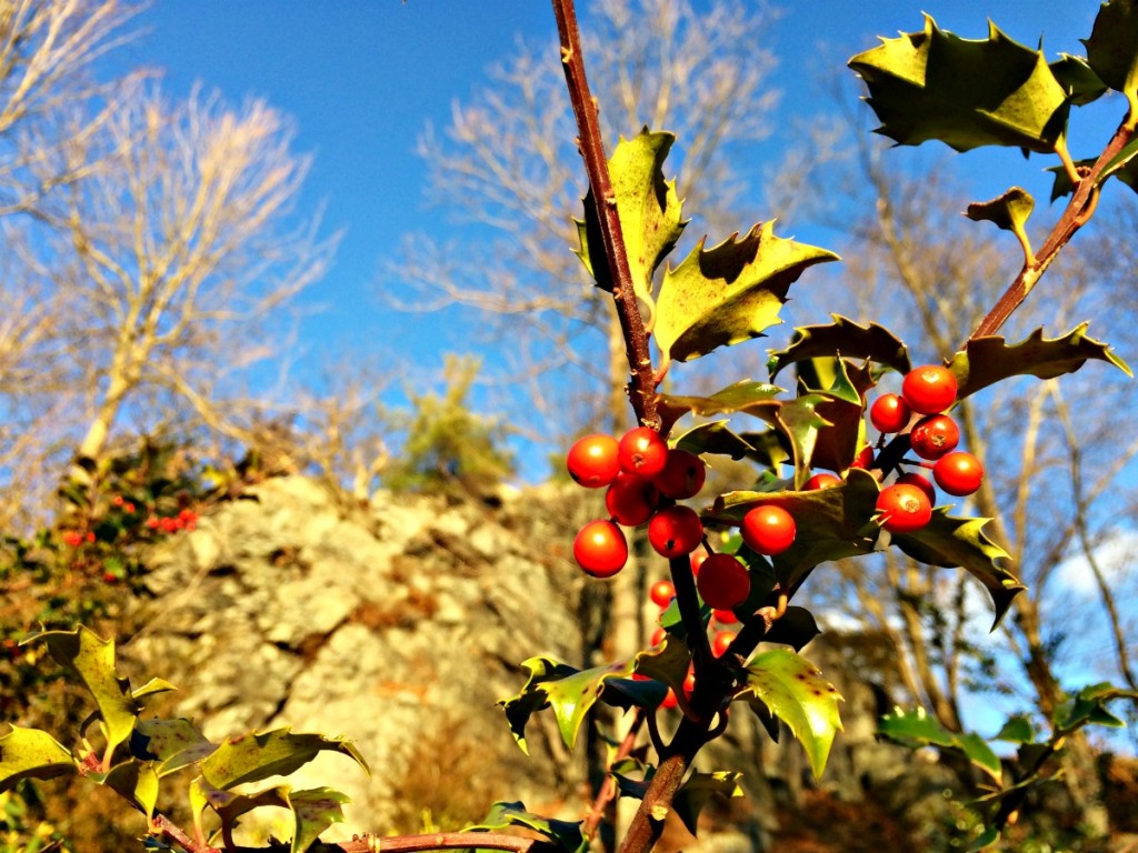 Sunday Photo: 10 January 2016