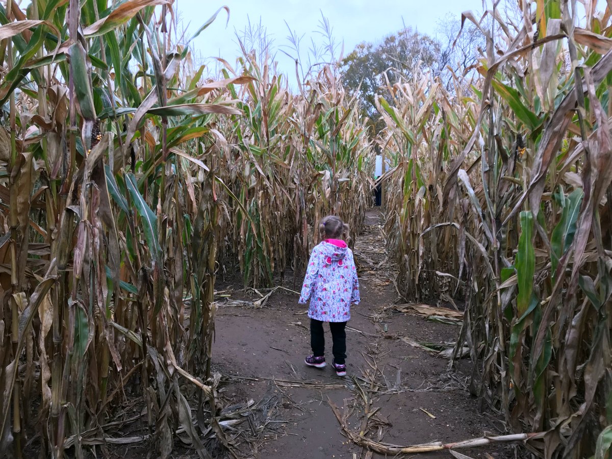 Snapshots from Connors Farm 9